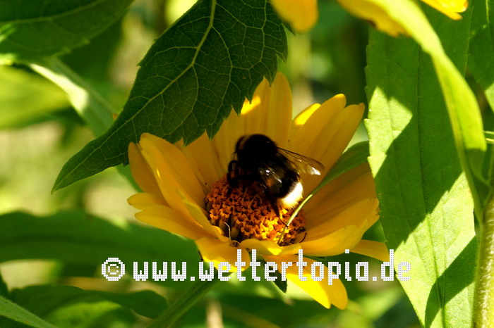 Hummel auf Sommerblume im Juli 2024