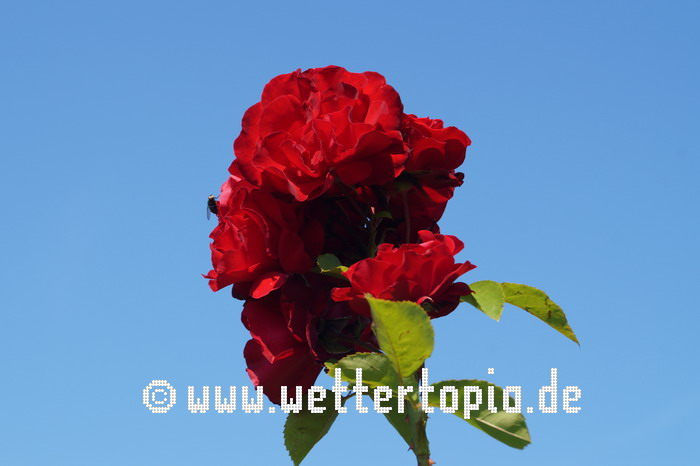 Rote Rose im Sommer