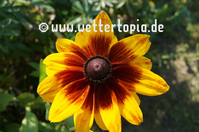 Sommerblume im Juli 2024
