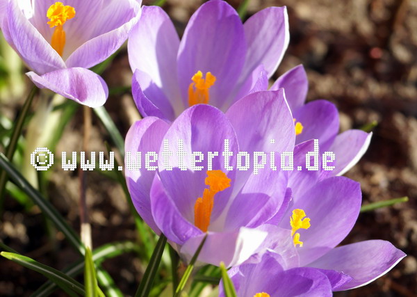 Blühende Krokusse in Rostock