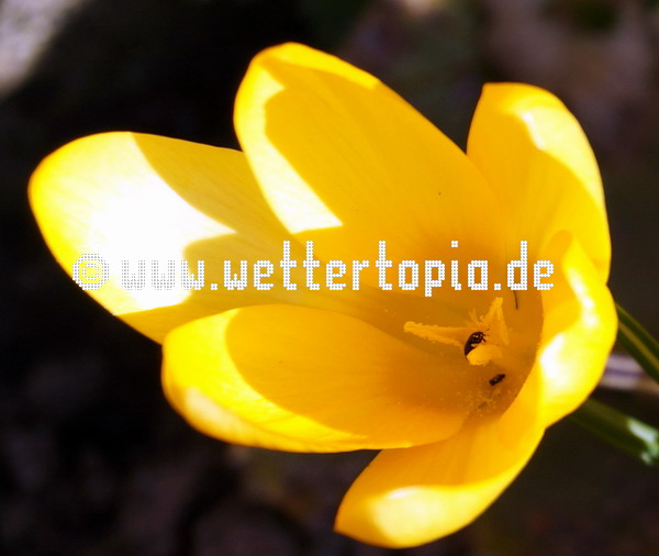 Blühende Krokusse in Rostock